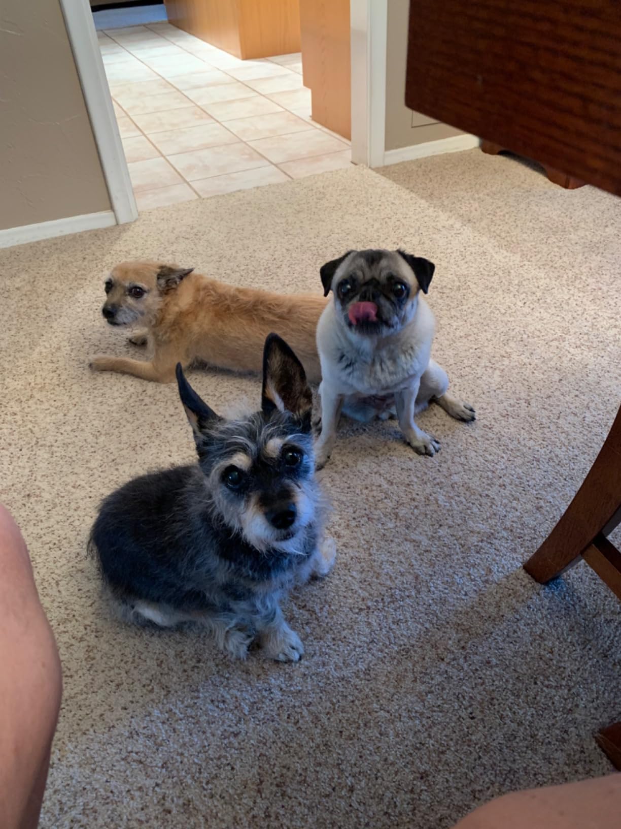 Zesty Paws Senior Advanced Calming & Cognition Soft Chews for Dogs - Supplements for Dog Brain Health & Nervous System Support + Calming & Relaxation -with Ashwagandha, DHA & Melatonin - Customer Photo 5