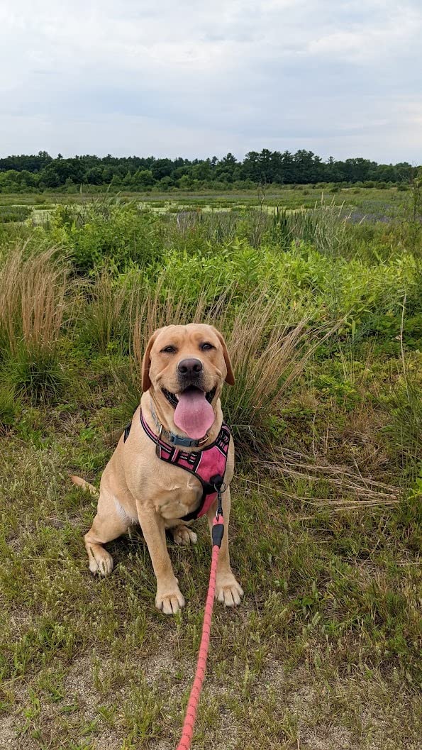 Natural Balance Limited Ingredient Adult Dry Dog Food with Healthy Grains, Salmon & Brown Rice Recipe, 24 Pound (Pack of 1) - Customer Photo 1