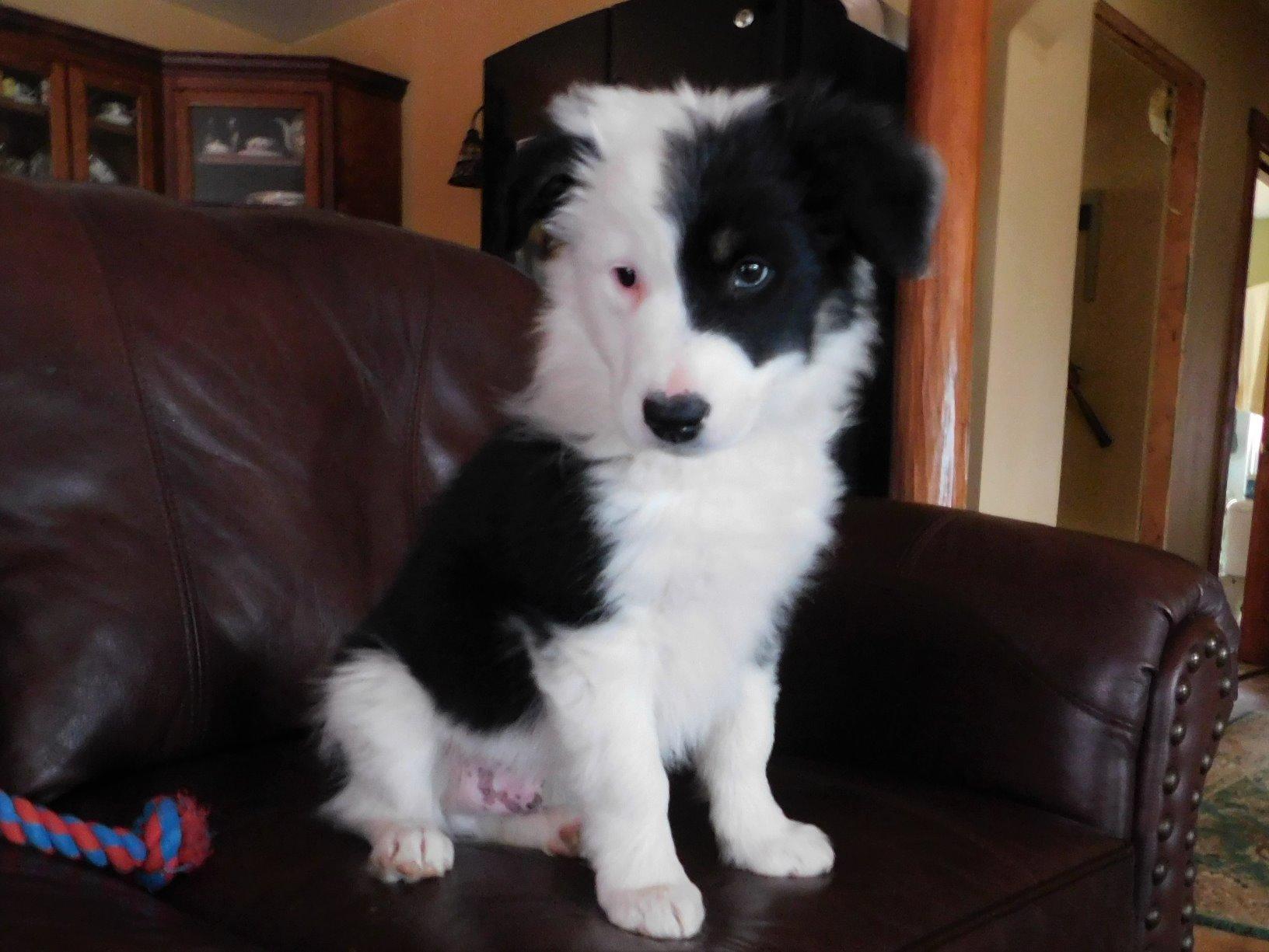 Natural Balance Limited Ingredient Adult Dry Dog Food with Healthy Grains, Salmon & Brown Rice Recipe, 24 Pound (Pack of 1) - Customer Photo 2