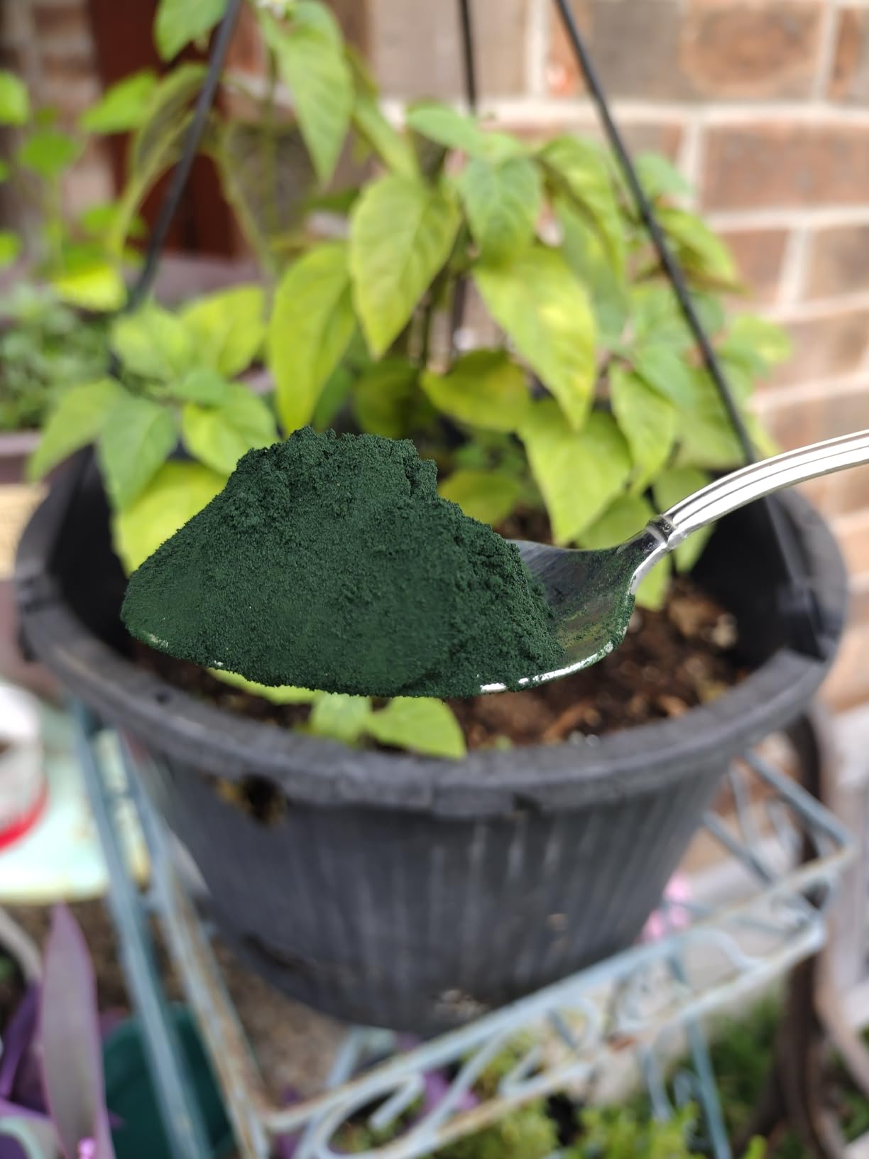 Yupik Organic Spirulina Powder 8.8 oz, USDA Certified, Non-GMO, Kosher, Gluten-Free, Vegan, High in Protein, Iron & Antioxidants, Superfood for Smoothies, Shakes & Baking customer photo 2